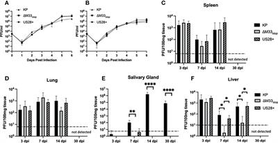 The CMV-encoded G protein-coupled receptors M33 and US28 play pleiotropic roles in immune evasion and alter host T cell responses